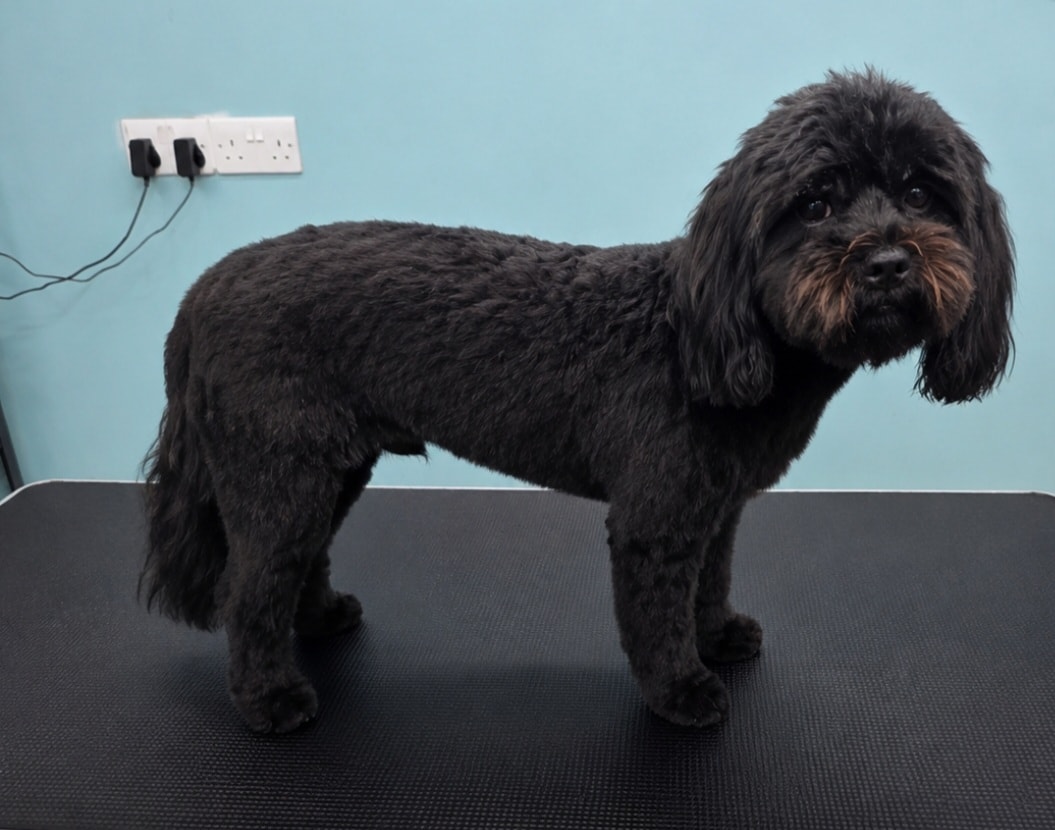 Small dog with bow after salon groom